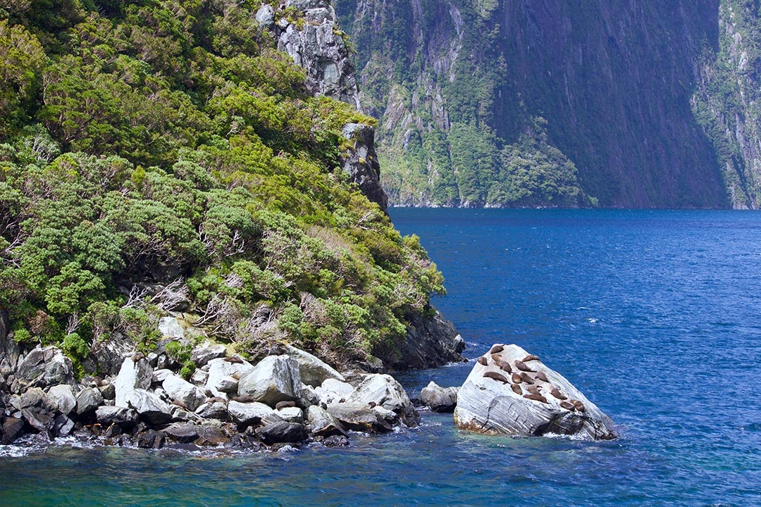 Seals at Milford Sound