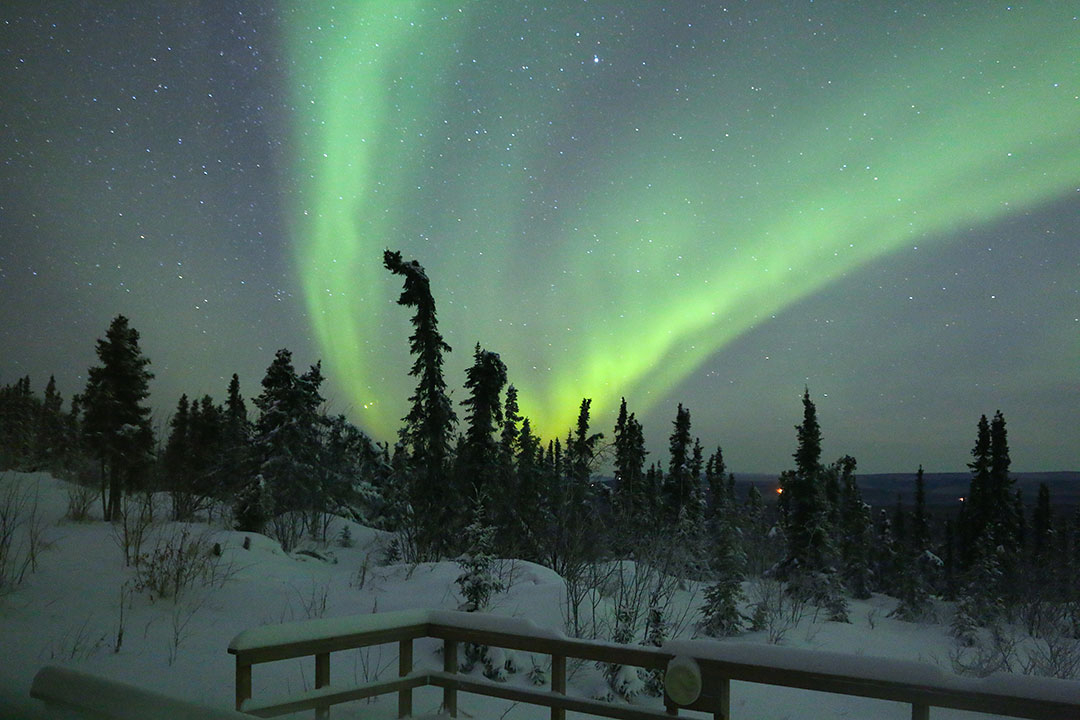 Bright green aurora borealis northern lights dancing in the sky above trees and snow in Fairbanks Alaska