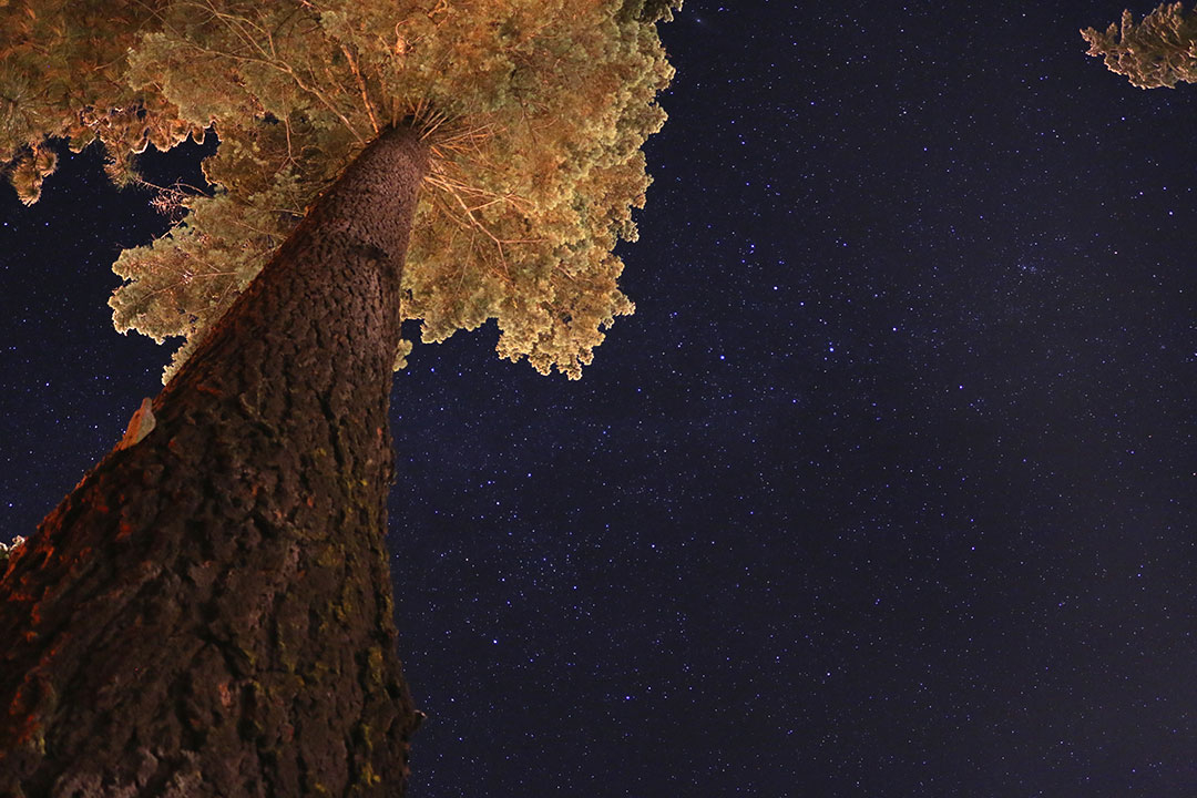 Starry skies and a giant sequoia tree in the foreground looking up the trunk to the golden leaves lit up