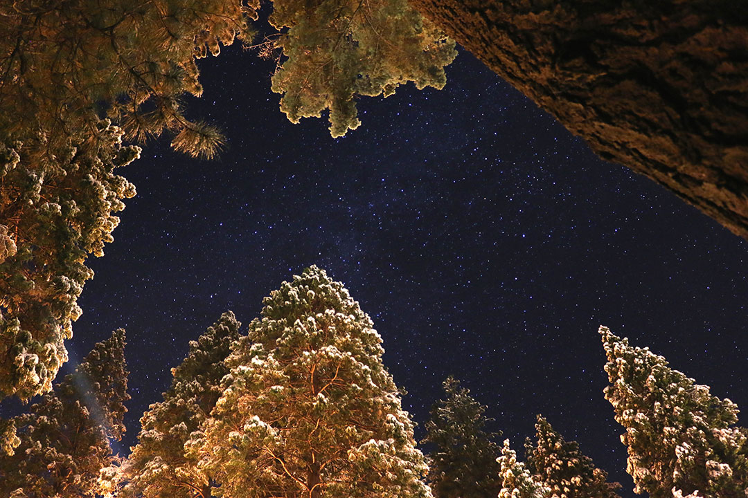 The starry night sky in Yosemite National park with giant sequoia trees and their golden leaves lit up