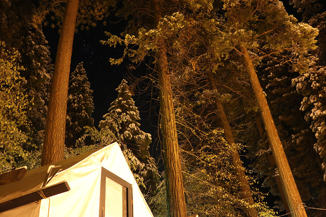 My tent-cabin for the night in the foreground, surrounded by giant sequoia trees with their golden leaves lit up and a starry sky in the background