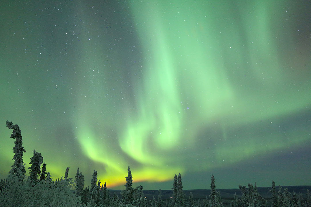 Bright green aurora borealis northern lights dancing in the sky above trees and snow in Fairbanks Alaska