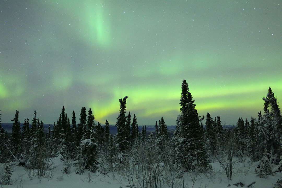 Bright green aurora borealis northern lights dancing in the sky above trees and snow in Fairbanks Alaska