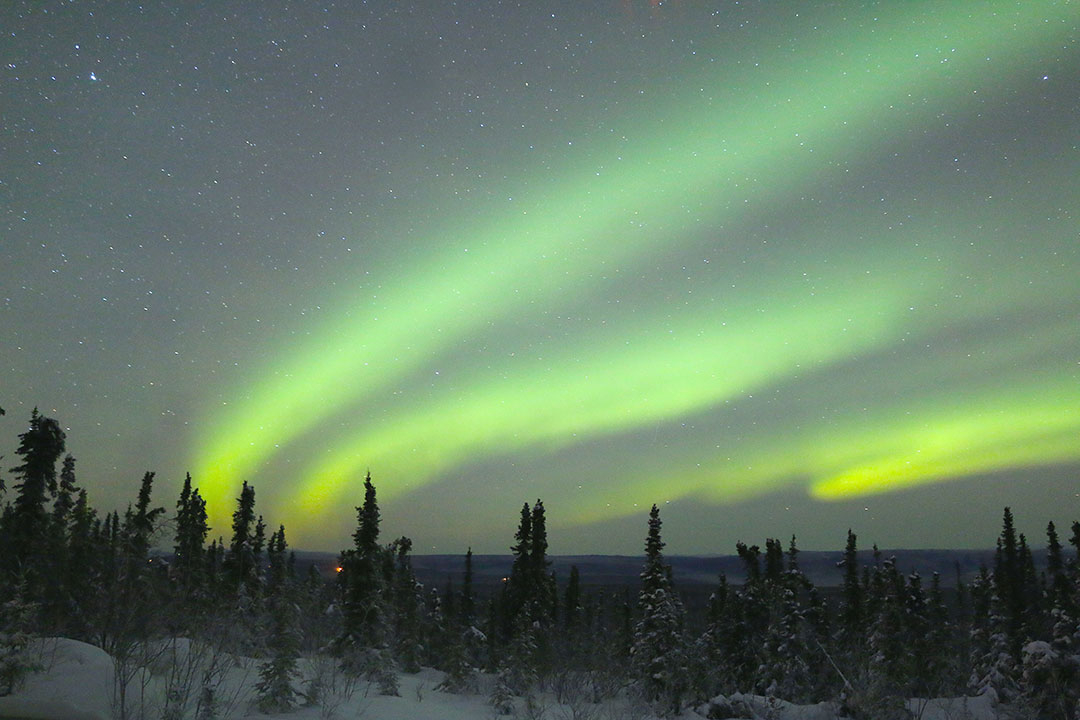 Bright green aurora borealis northern lights dancing in the sky above trees and snow in Fairbanks Alaska