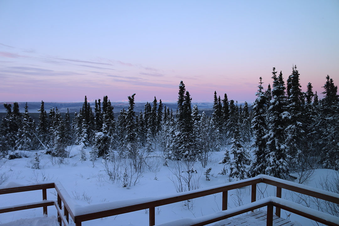 The beautiful pink winter view of snow-covered trees at sunset north of Fairbanks Alaska while waiting for the aurora borealis northern lights