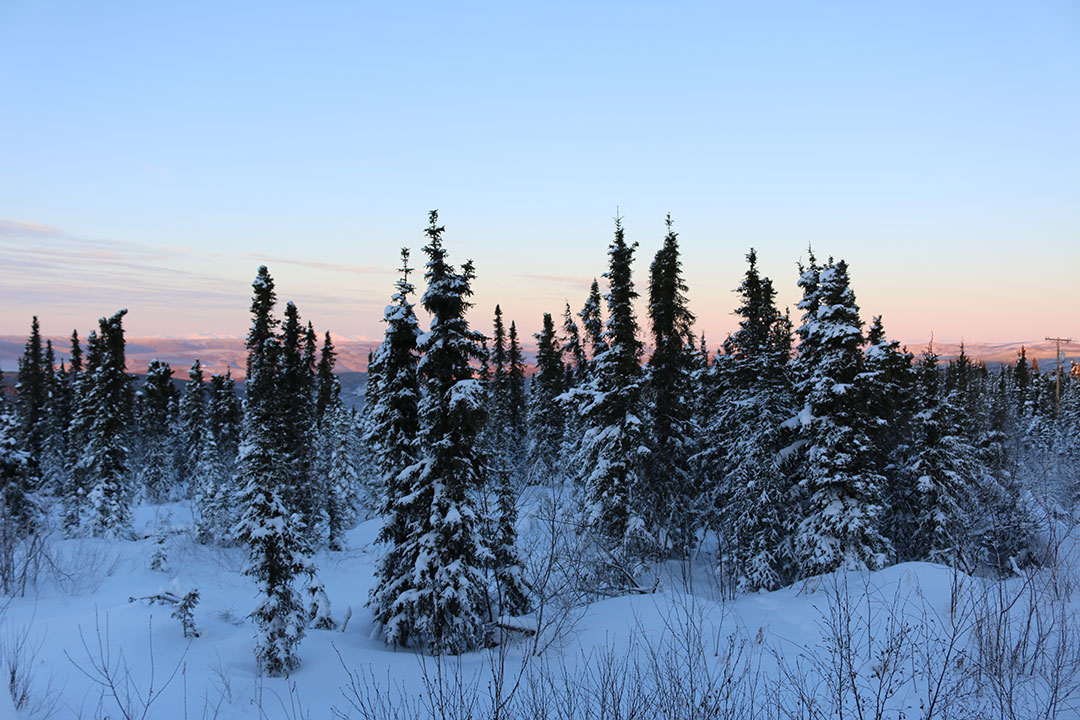 The beautiful pink winter view of snow-covered trees at sunset north of Fairbanks Alaska while waiting for the aurora borealis northern lights