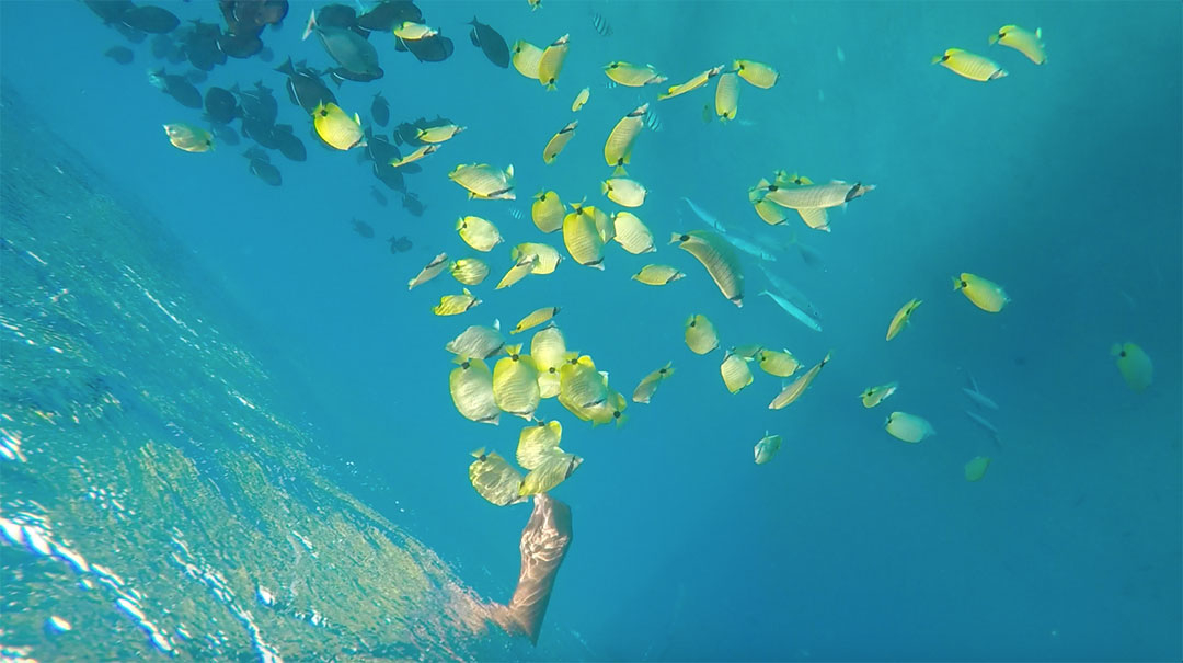 Hand feeding colourful yellow and black fish from the boat while searching for wild dolphins in Hawaii