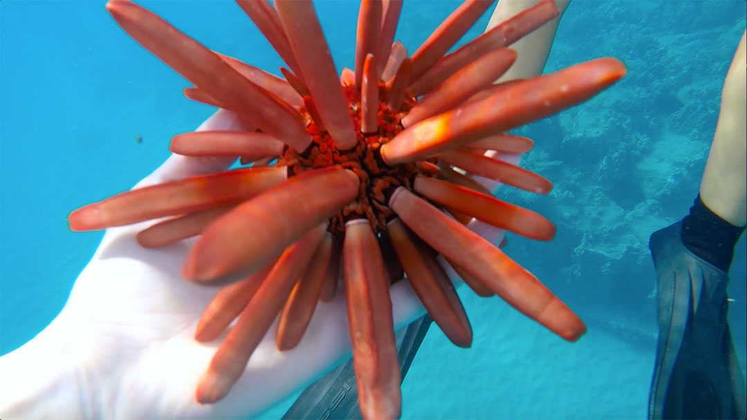Bright orange sea urchin found in the ocean while searching for wild dolphins in Hawaii