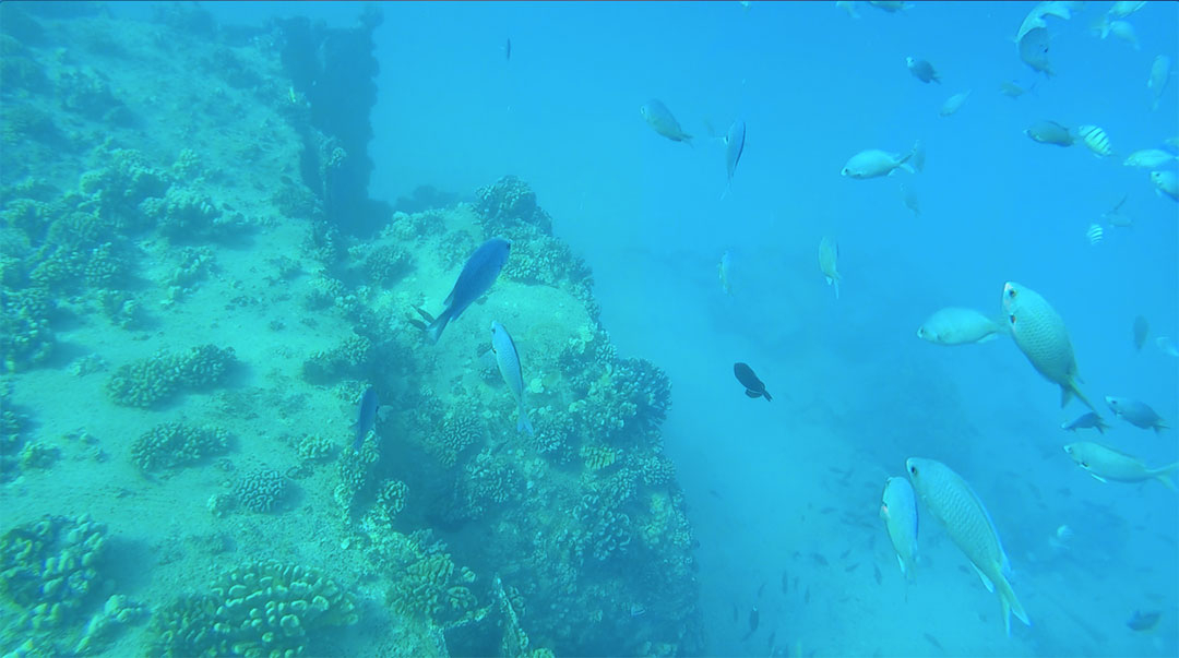 Colourful fish swimming in the beautiful blue ocean waters of Hawaii