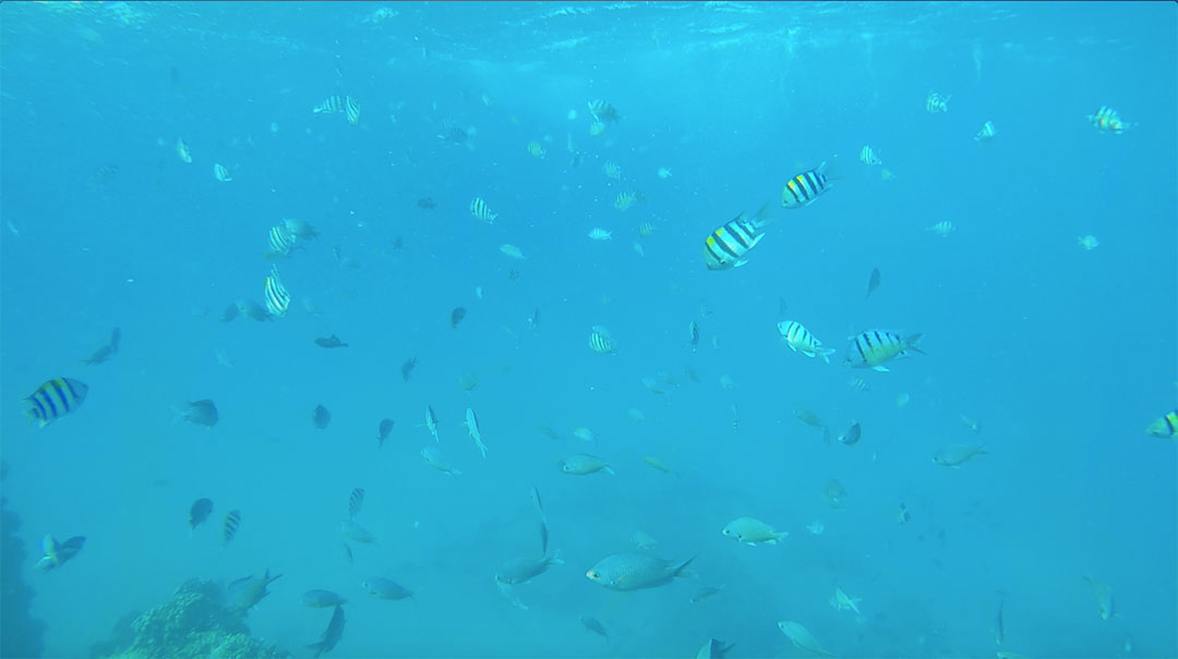 Colourful fish swimming in the beautiful blue ocean waters of Hawaii