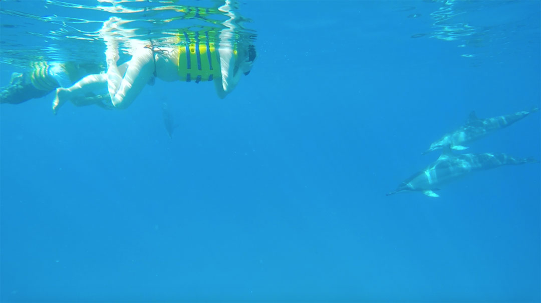 Friends snorkelling right next to wild dolphins in the ocean in Hawaii