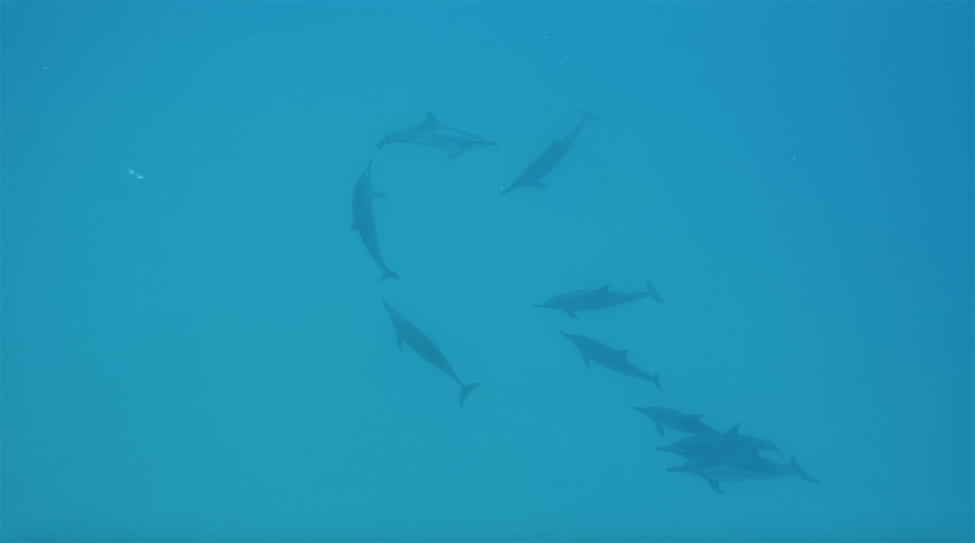 A pod of wild dolphins swims in the ocean just ahead of us while snorkelling