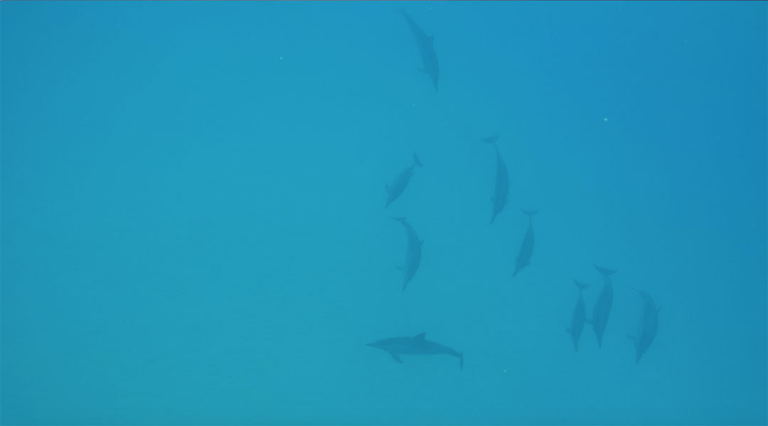 A pod of wild dolphins swims in the ocean just ahead of us while snorkelling