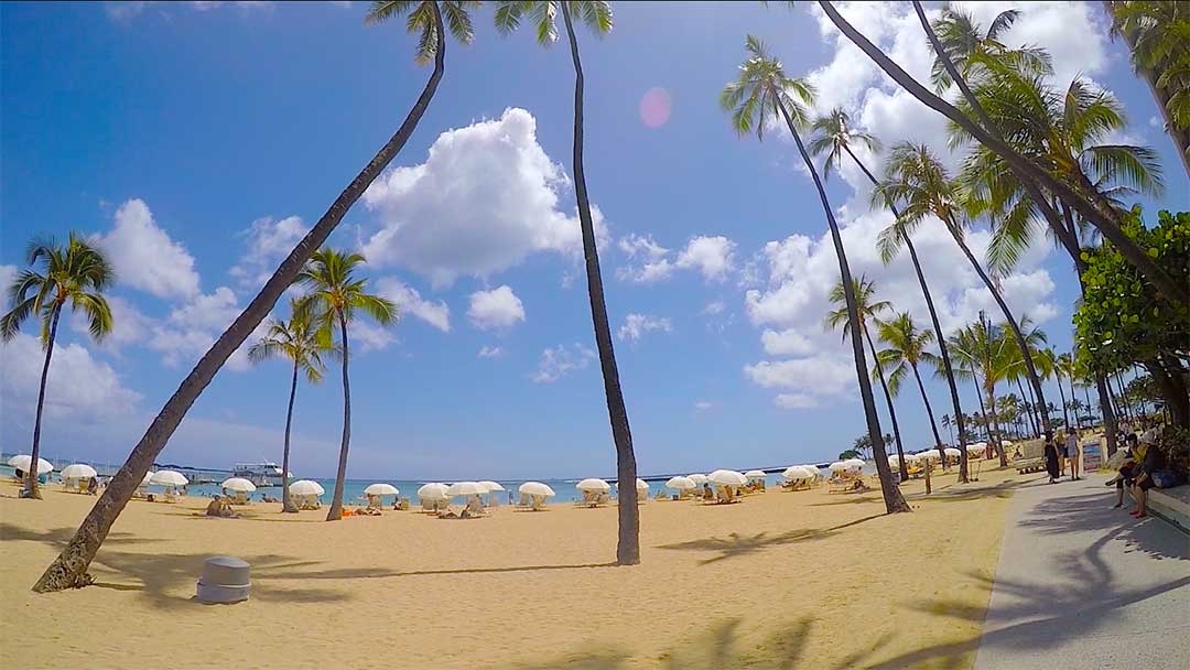 Skinny palms stand tall and sway in the breeze on Waikiki Beach on a sunny Spring day in Hawaii