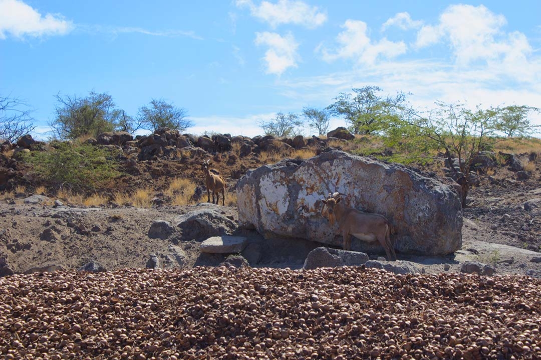 Wild goats at Hamakua Macadamia Nut Farm standing beside giant rocks on top of thousands of discarded macadamia nut shells