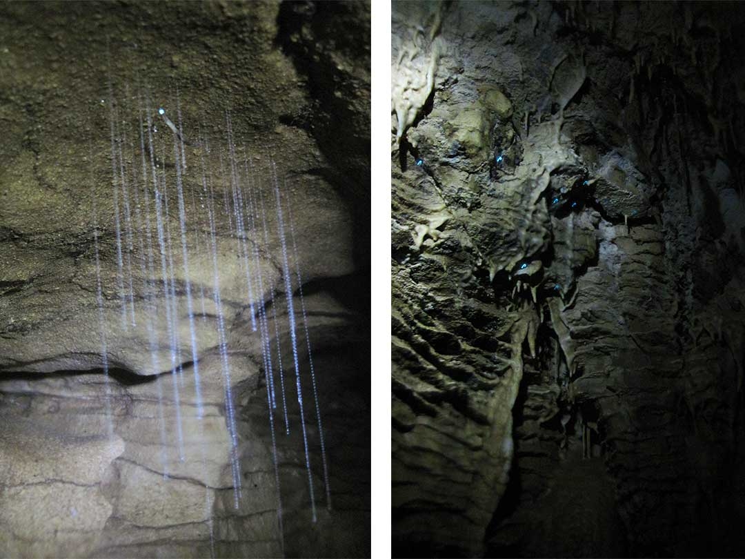 Two photos of beautiful glow worms hanging from the ceiling of the wet cave