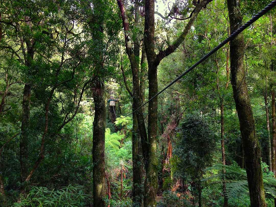 View while up in the treetops standing on the zipline platform looking out to the beautiful green forest in Rotorua, New Zealand