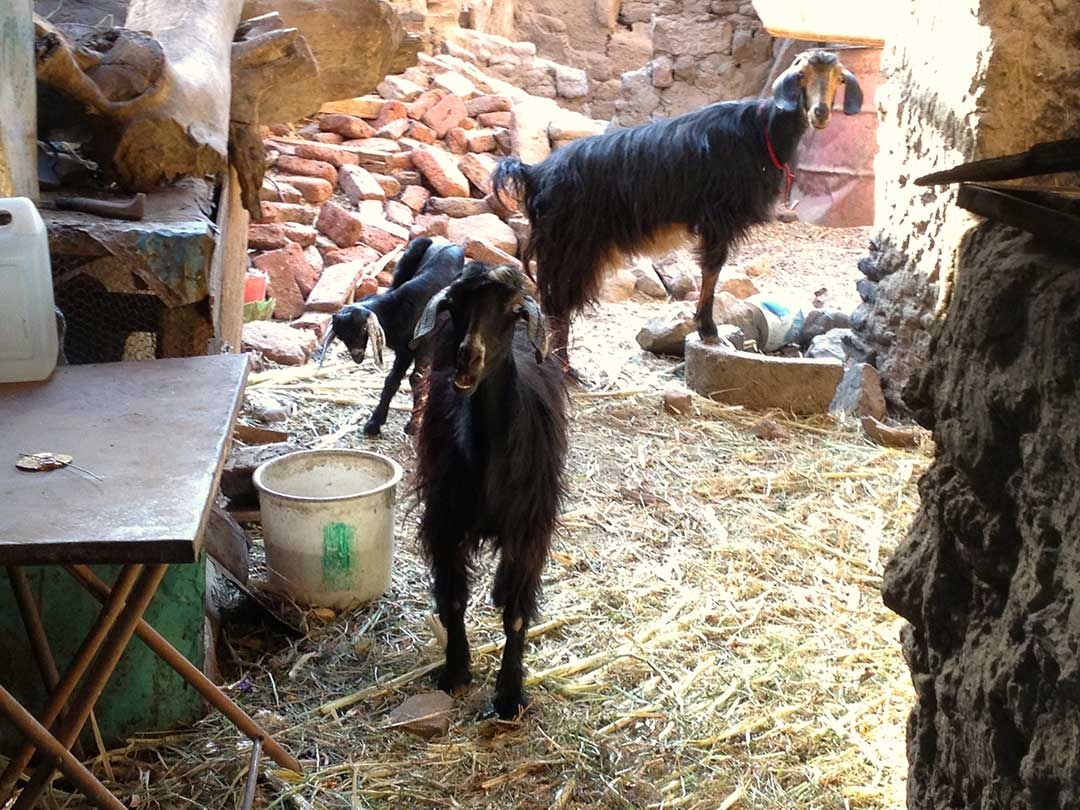 Family goats standin the hay outside in a Nubian Village home in Egypt