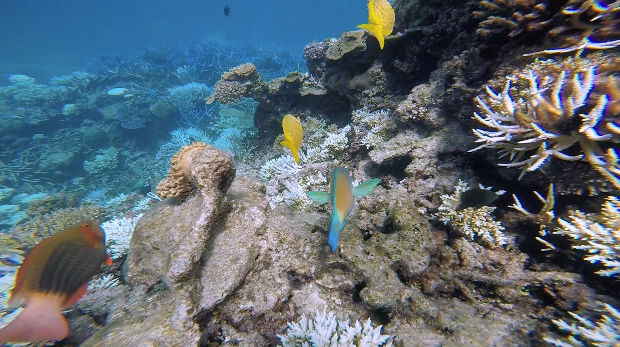 Red, yellow and blue fish swim among the coral of the Great Barrier Reef