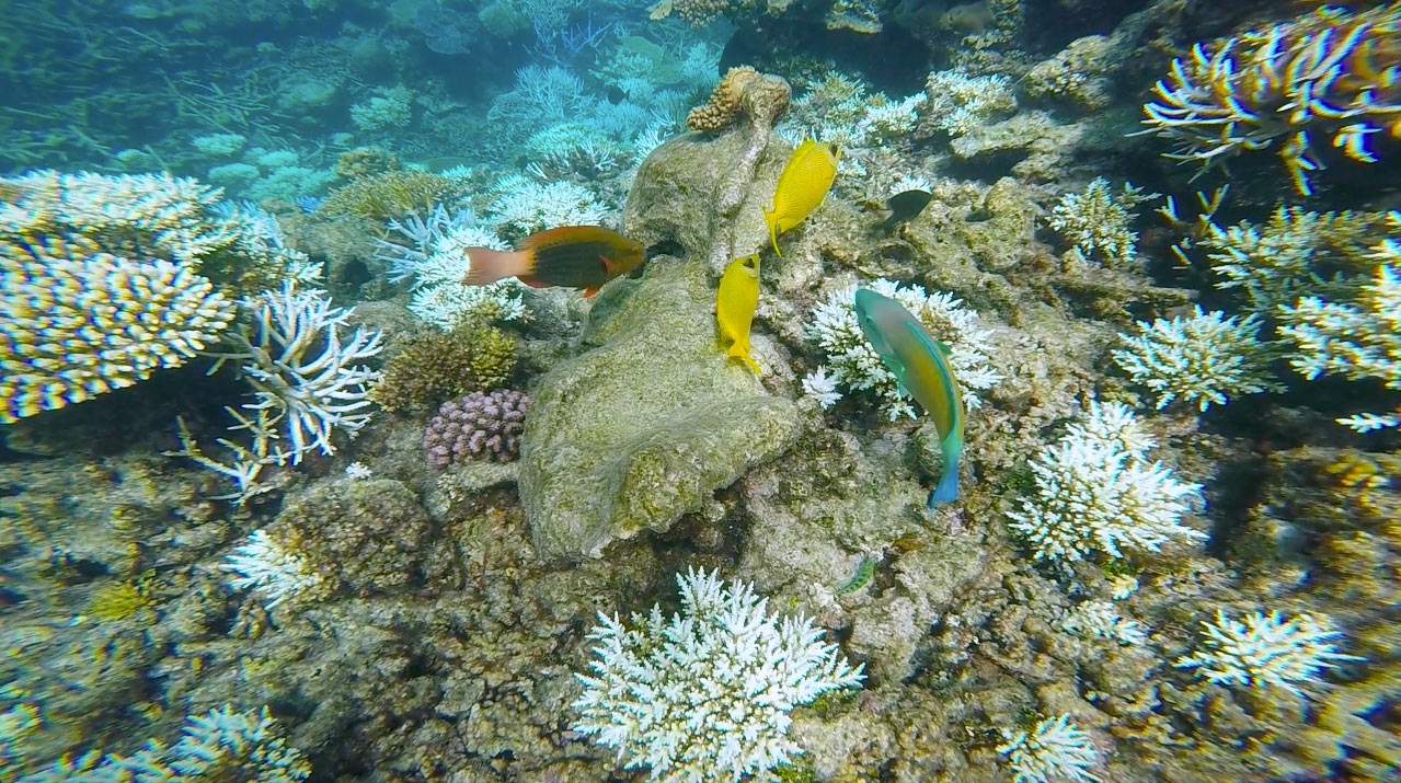 Red, yellow and blue fish swim among the coral of the Great Barrier Reef