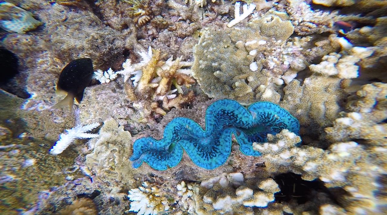 A black fish swims past a giant cobalt blue clam in the Great Barrier Reef