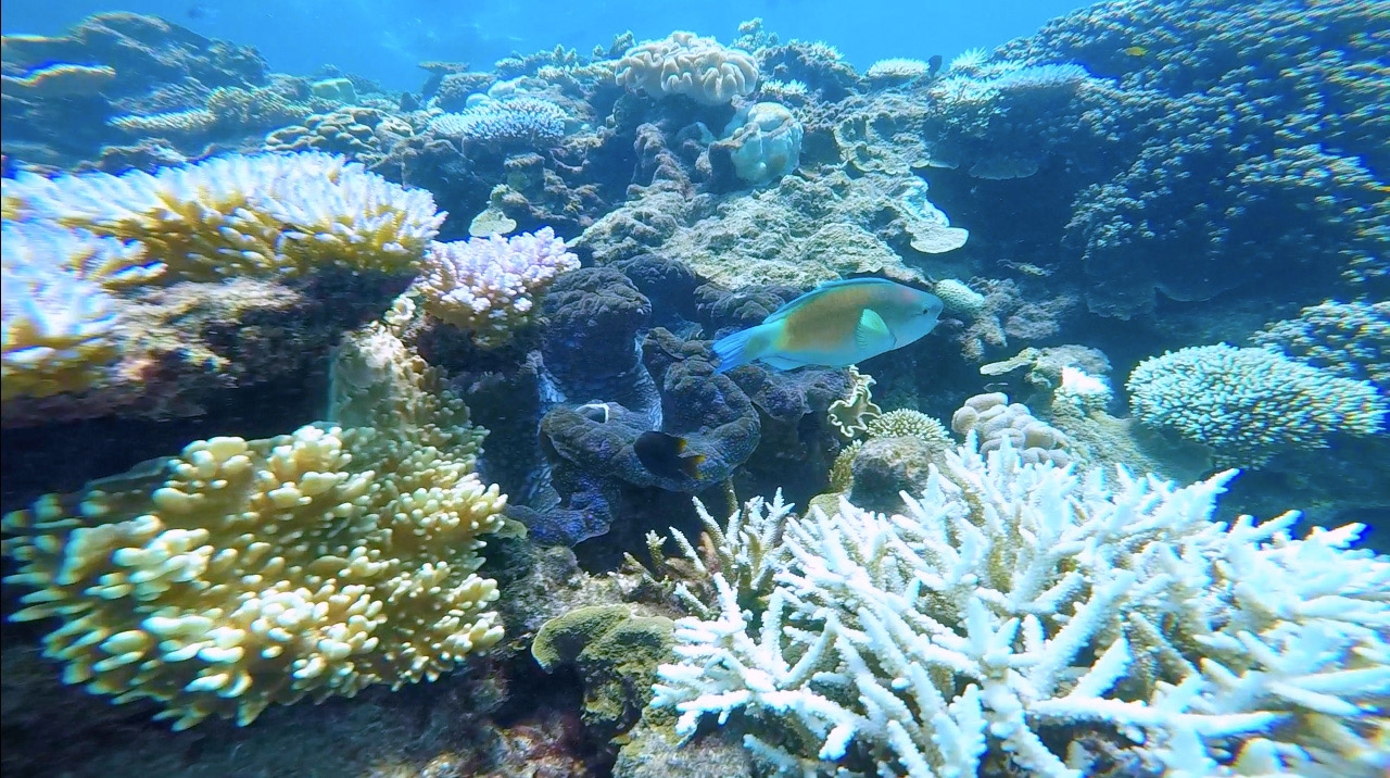 A multicoloured fish swims amongst coral in the Great Barrier Reef