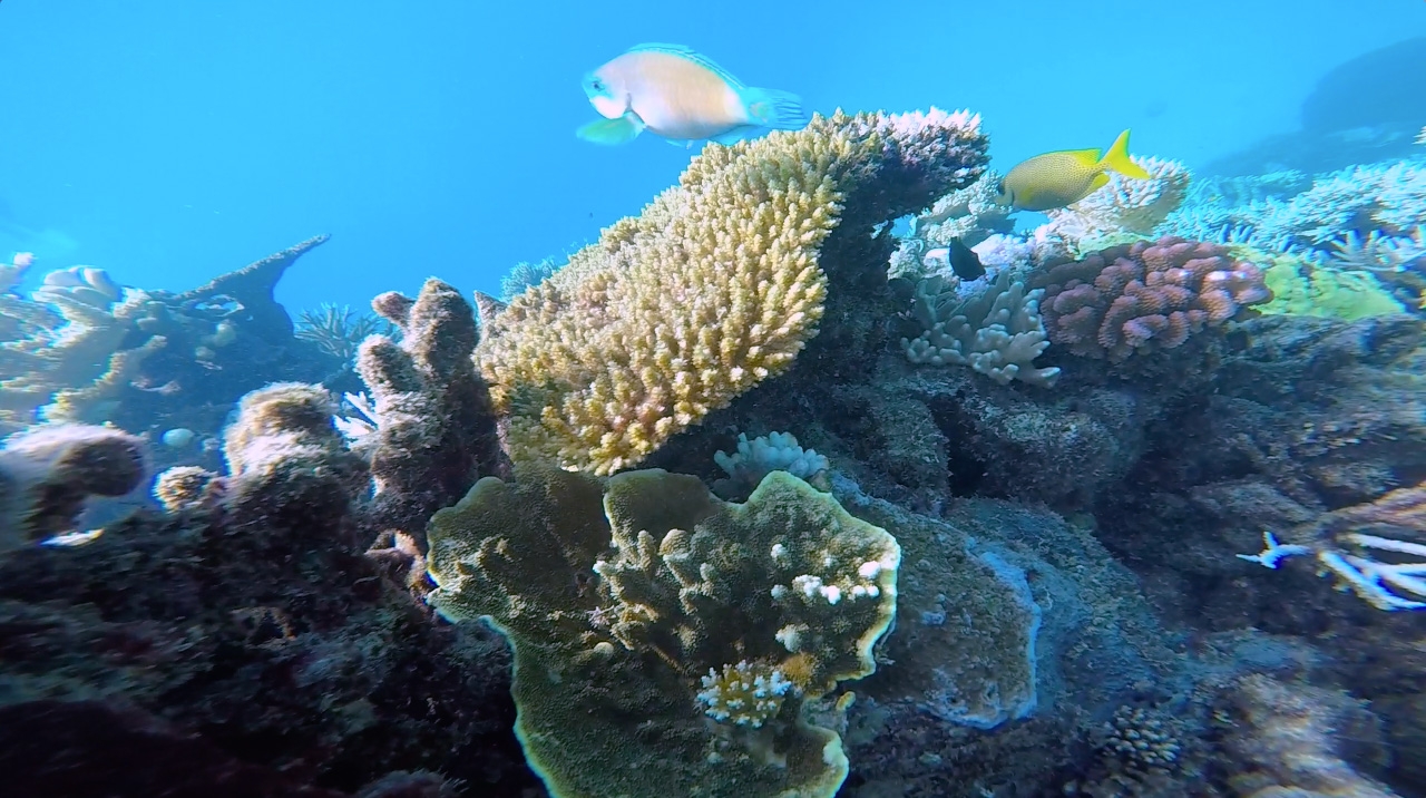 Multicoloured fish swim amongst coral in the Great Barrier Reef