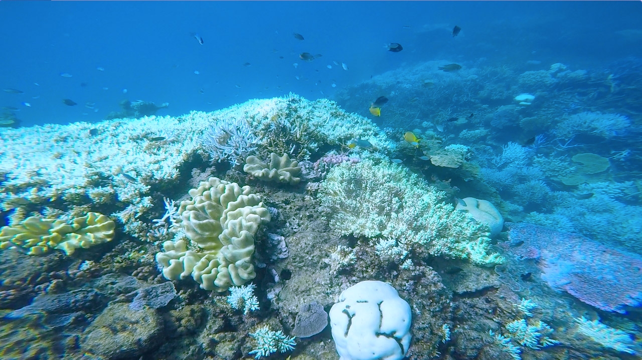 Multicoloured fish swim amongst coral in the Great Barrier Reef