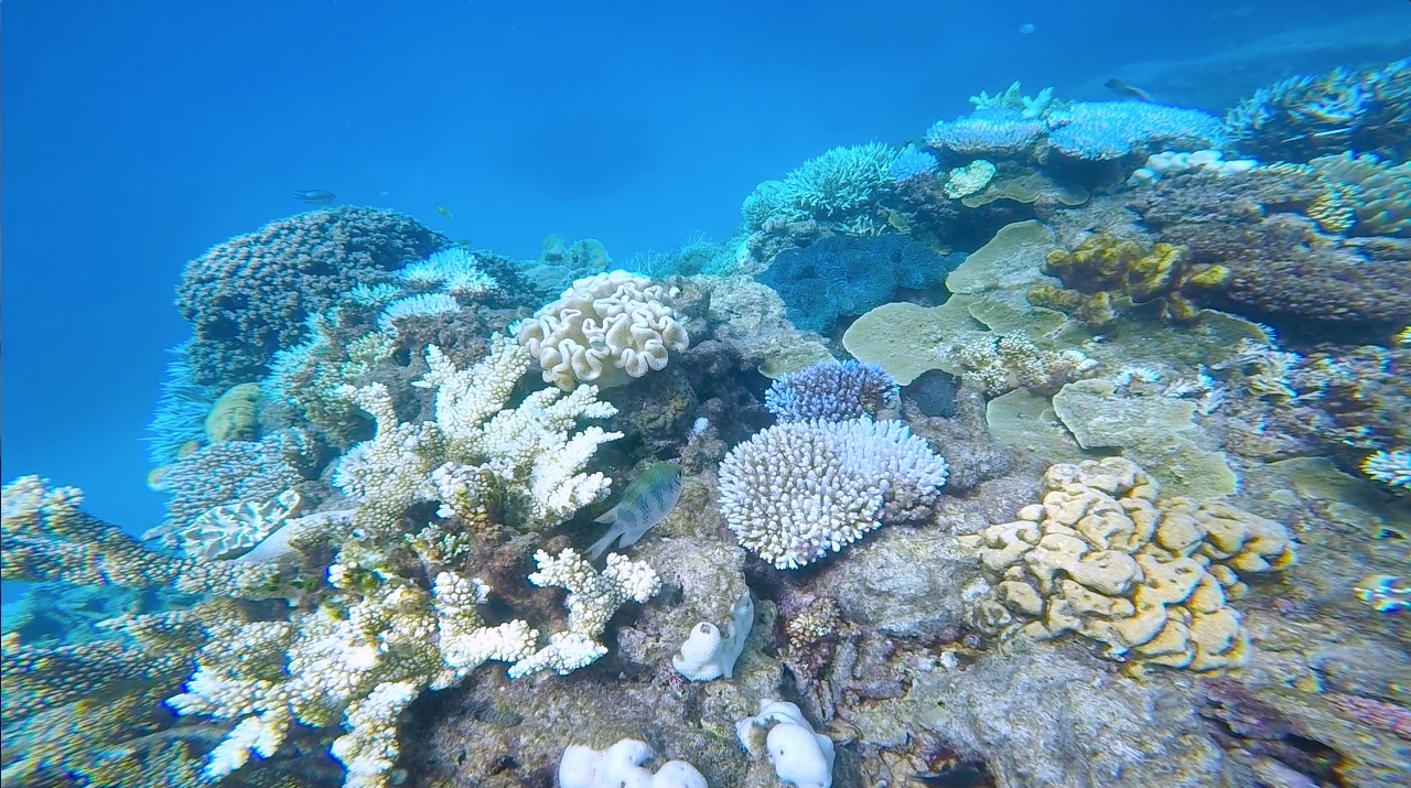 Multicoloured coral underwater at the Great Barrier Reef