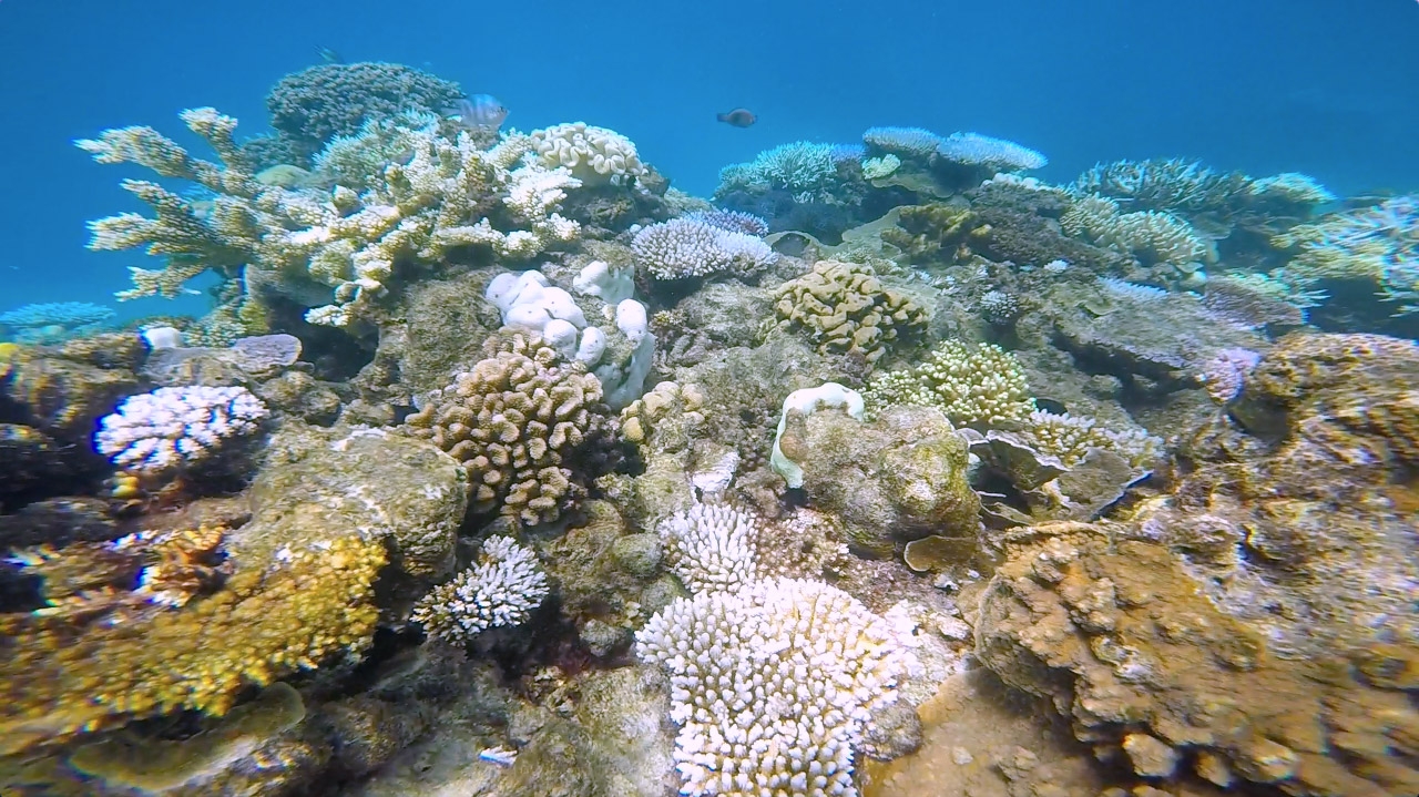 Multicoloured coral underwater at the Great Barrier Reef