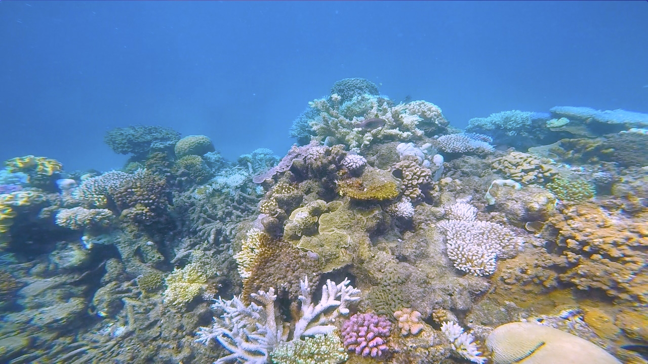 Pink and yellow coral underwater in the Great Barrier Reef