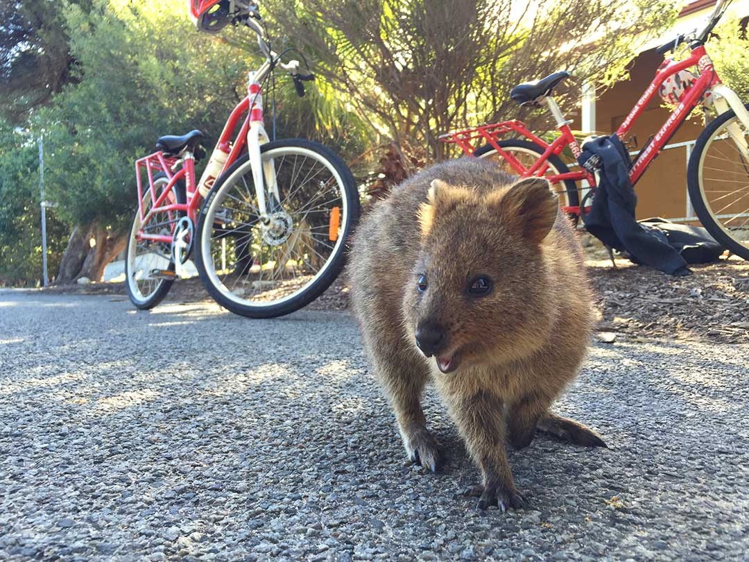 Quokka Smiling in front of bikes on Rottnest Island