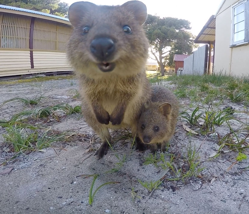 Quokka with her beautiful baby on Rottnest Island