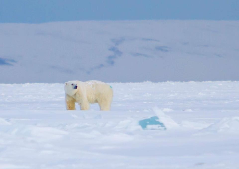 Polar Bear in the Arctic in Svalbard