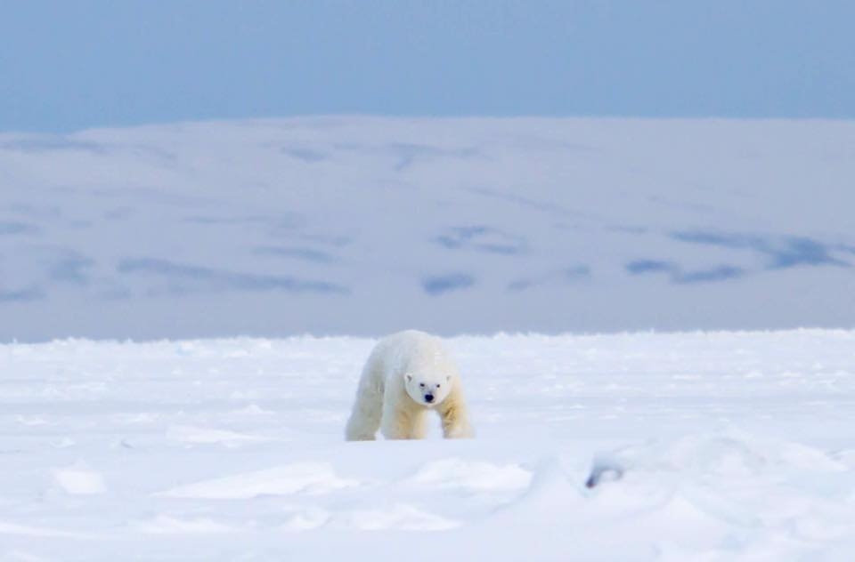 Polar Bear in the Arctic in Svalbard