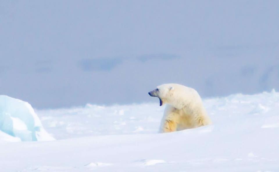 Polar Bear in the Arctic in Svalbard